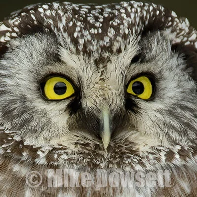 Boreal Owl Eyes 