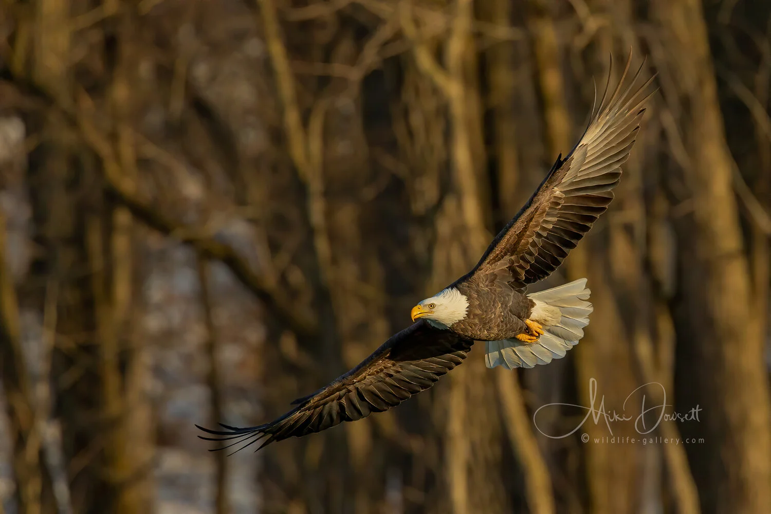 Bald Eagle in flight - E125