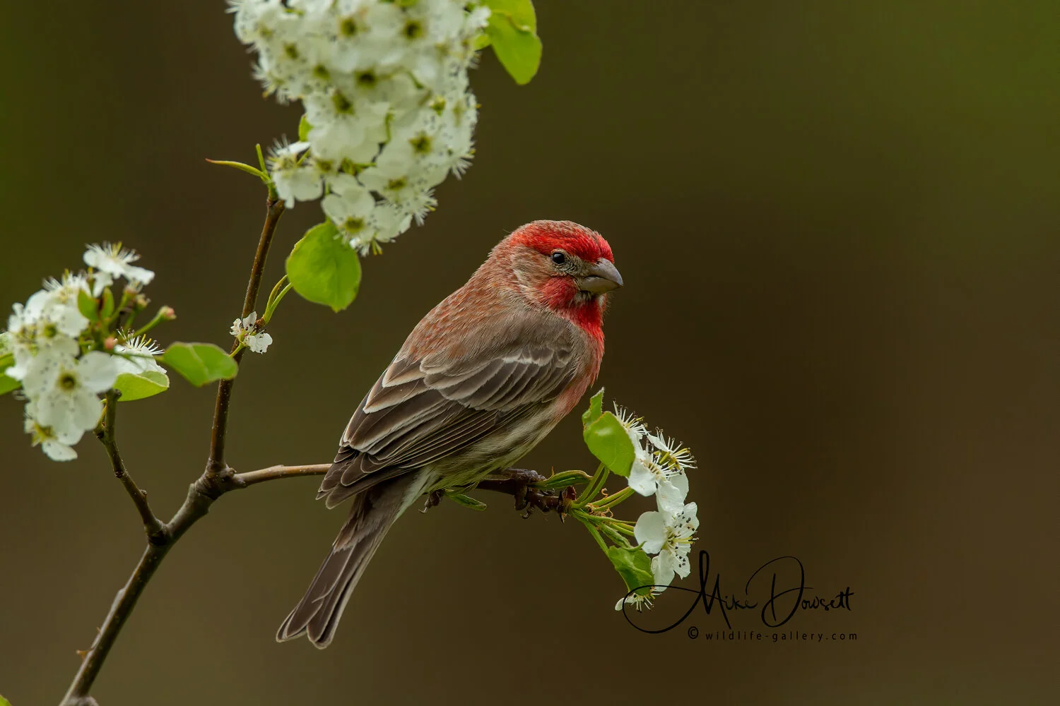 House Finch - BY129