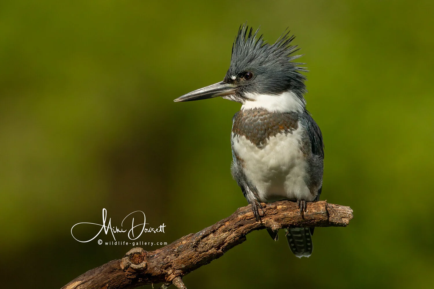 Wildlife gallery Incredible Kingfisher Photos wildlife-gallery-incredible-kingfisher-photos