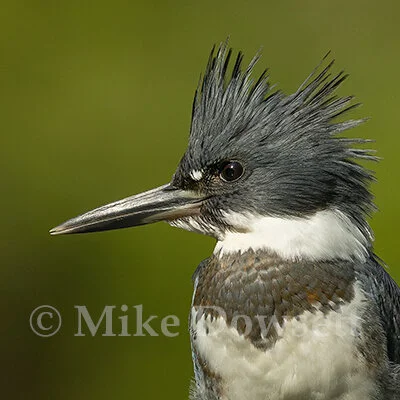 Belted Kingfisher with a fish  