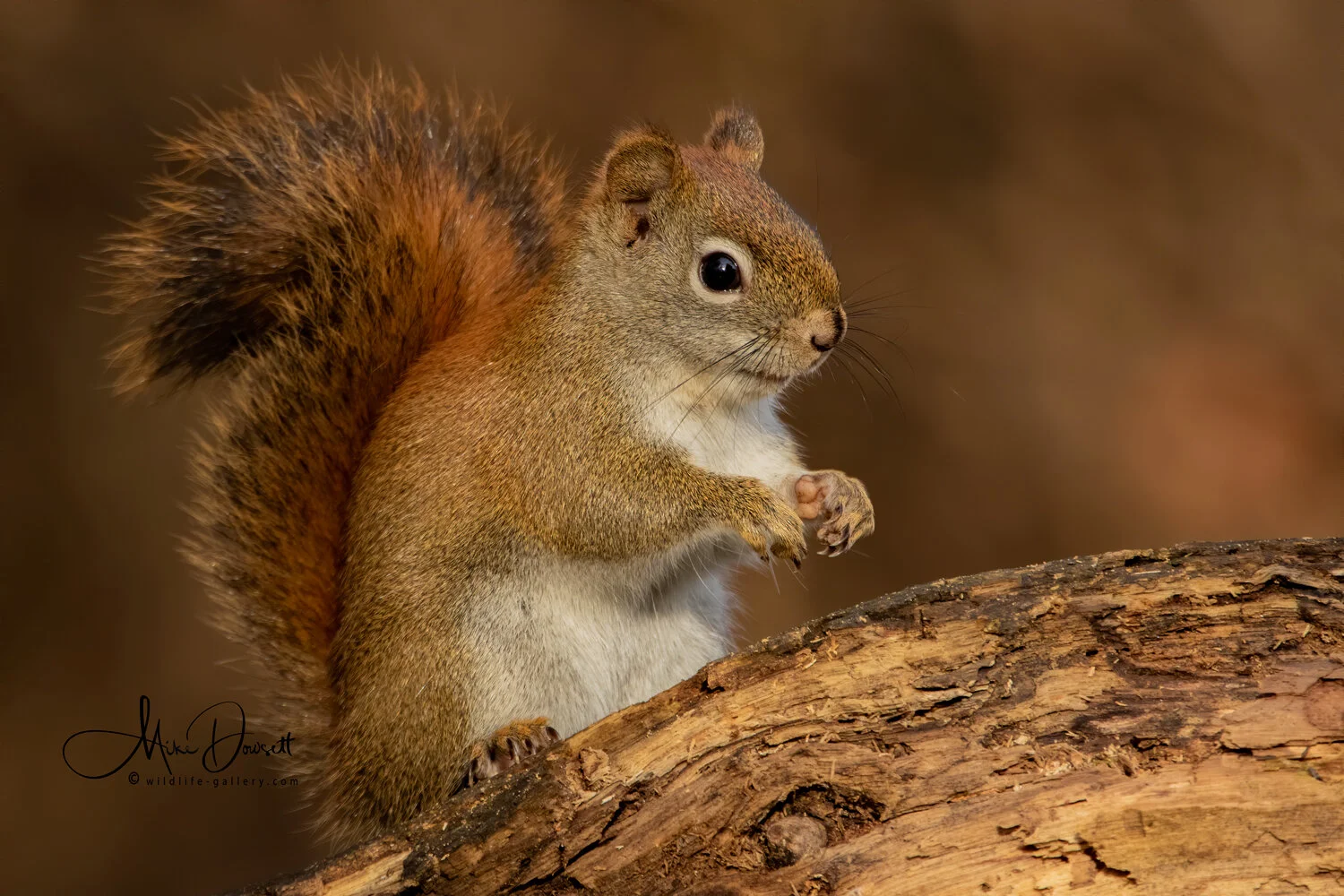 Red Squirrel