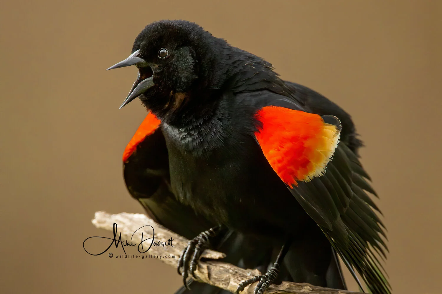 Red-Winged Blackbird 