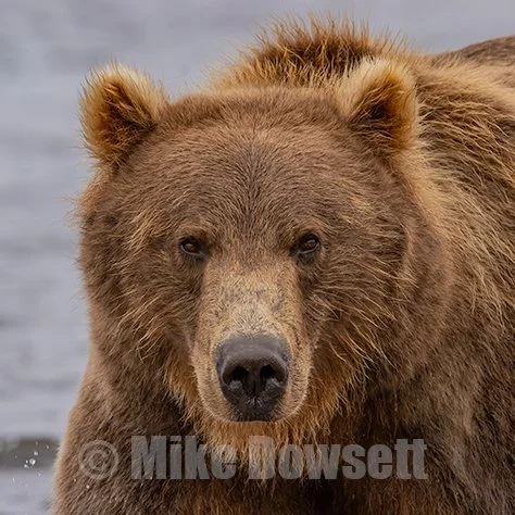 Alaskan Grizzly Bears