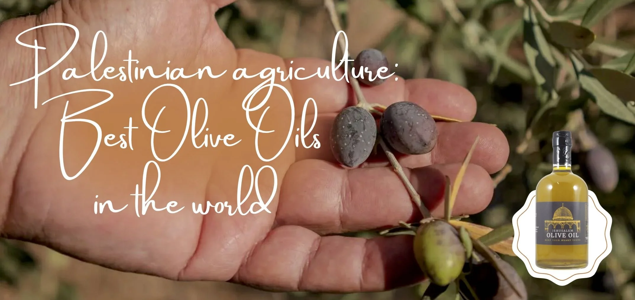 Palestinian agriculture: Best Olive Oils in the world