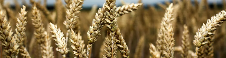 Crop Insurance Tax Breaks?