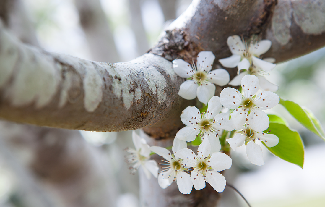 dogwood.png