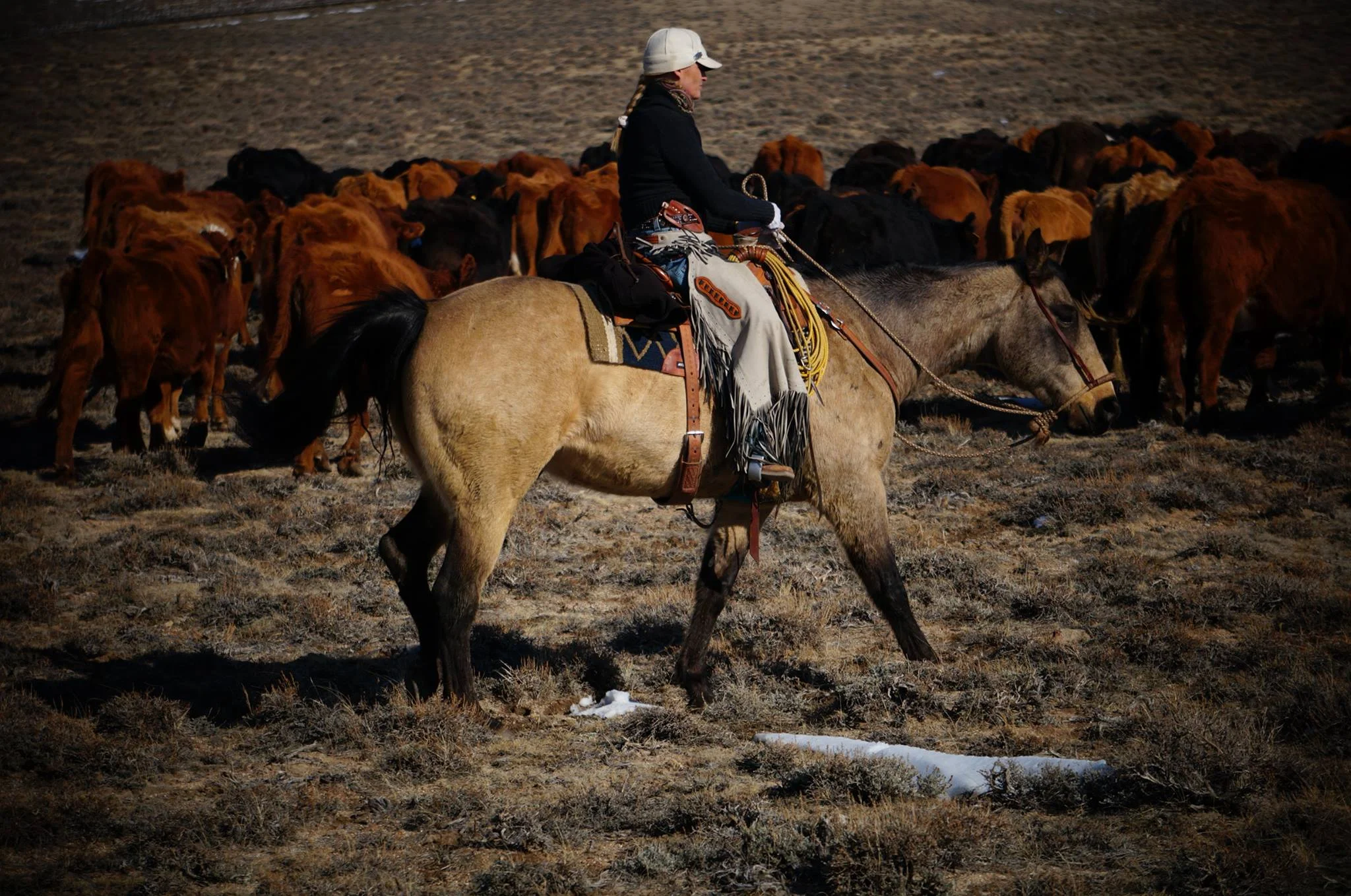 Trinity Seely with cattle.jpg