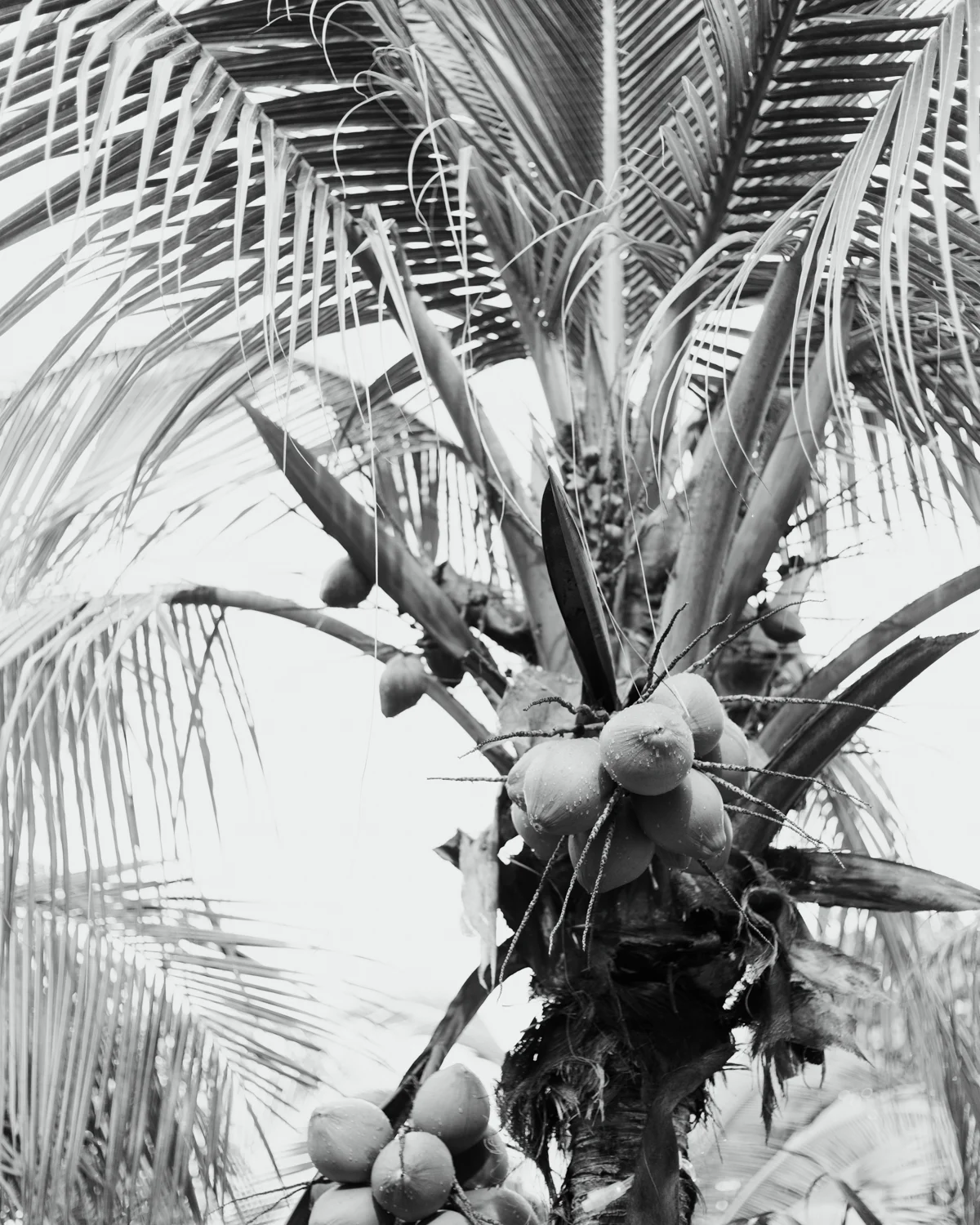 coconuttree.jpg