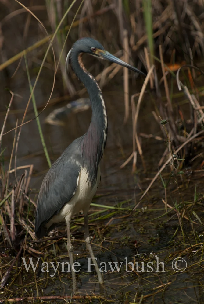 Large-Waterfowl5.jpg