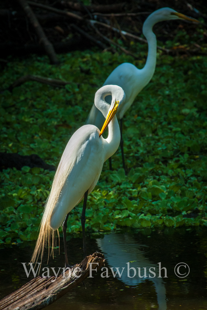 Large-Waterfowl14.jpg