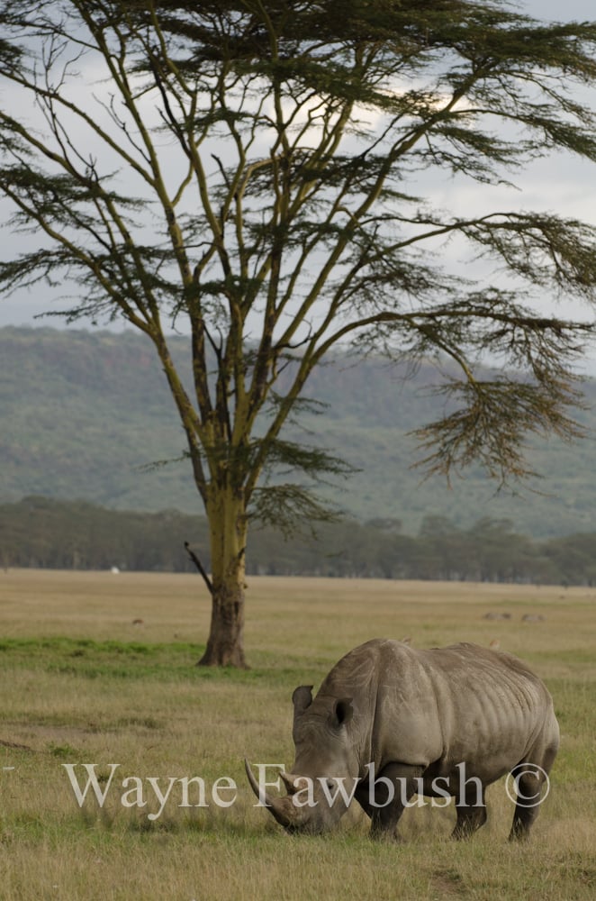 Africa-Wildlife15.jpg