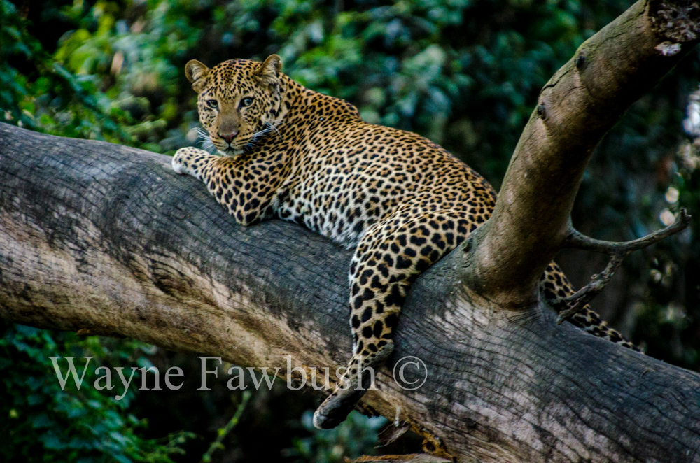 Africa-Wildlife21.jpg