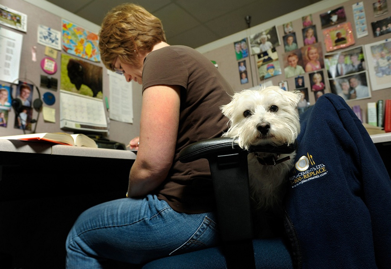 Dog-friendly offices more appealing to Millennials than play rooms