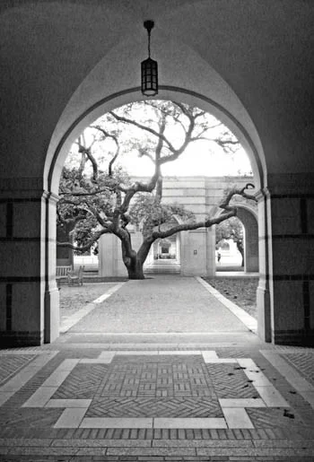 New Research: Students Learn Better in Classrooms with Views of Trees