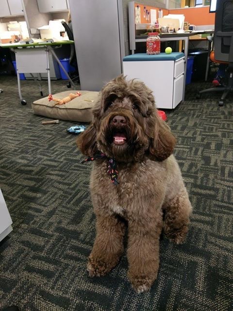 OstermanCron Happy National Bring Your Dog To Work Day! Piper has arrived at OC :) Do you have any furry friends at your office? pic.twitter.com/ocZ6ZepEoY Jun 23, 2017, 10:00 AM