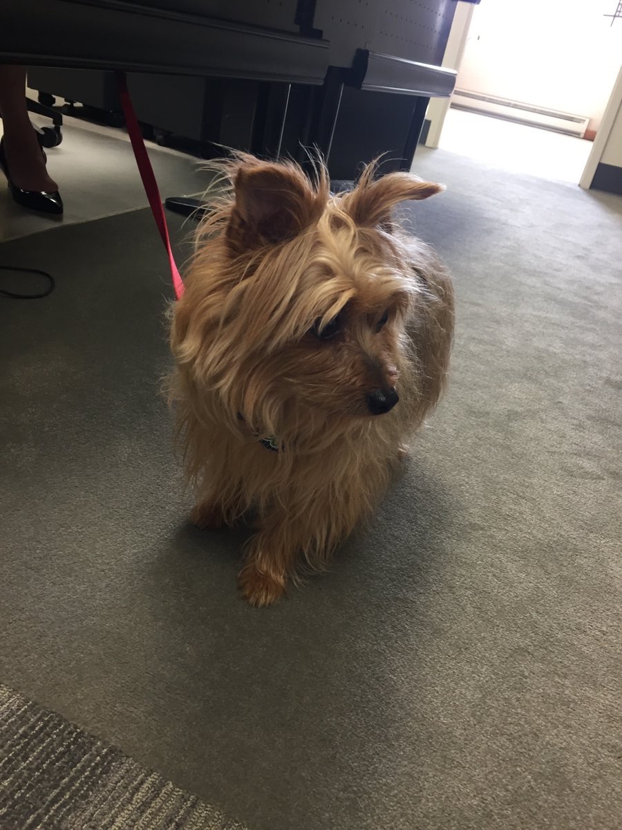 KItweets Its #TakeYourDogToWorkDay at KI! How cute are these furry visitors?! #ispyki pic.twitter.com/uvZvo8B6Qe Jun 23, 2017, 12:03 PM