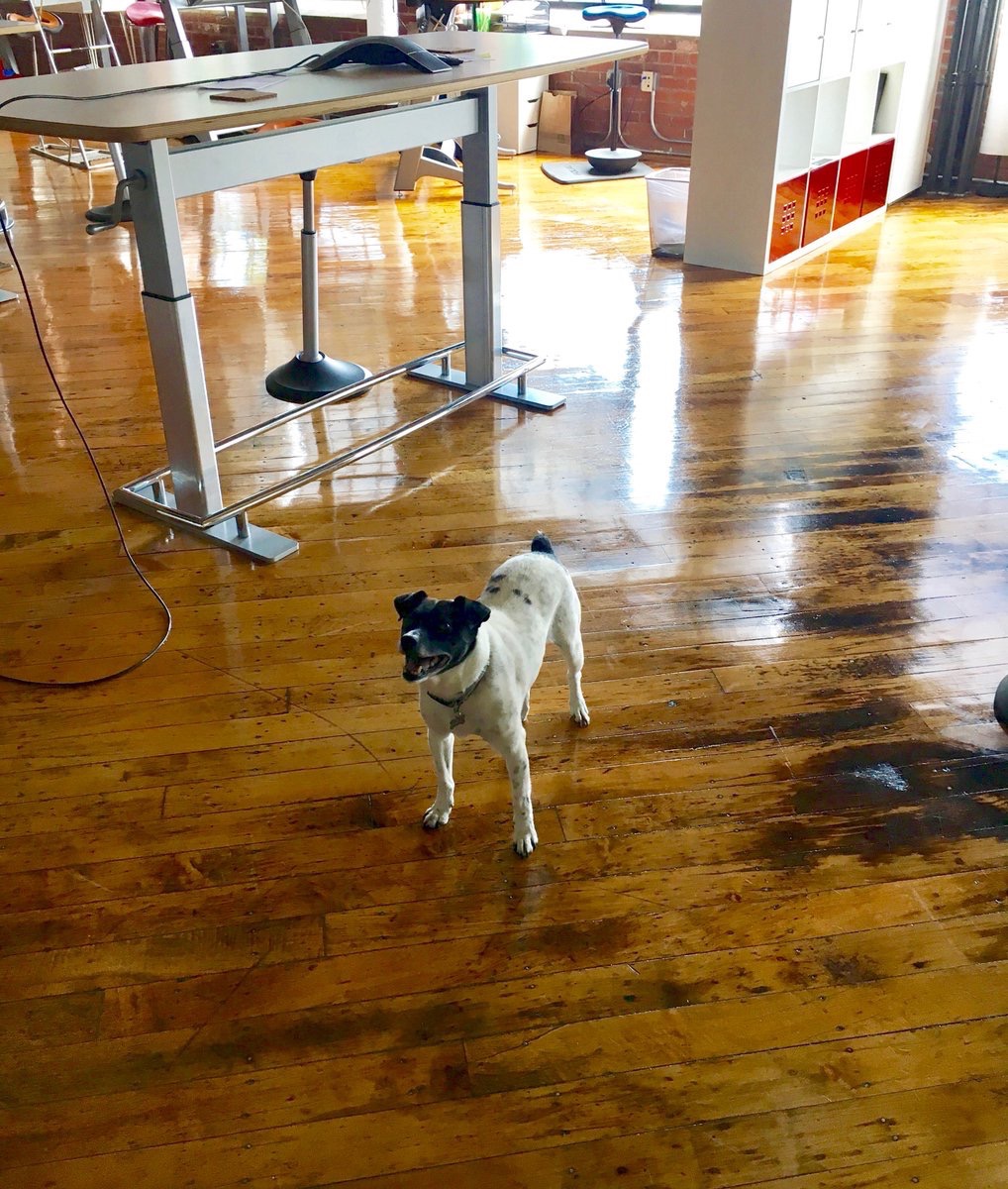 Focalupright Happy #BringYourDogToWorkDay! Say hello to our buddy Jack. pic.twitter.com/LkEaS4PWPO Jun 23, 2017, 12:22 PM