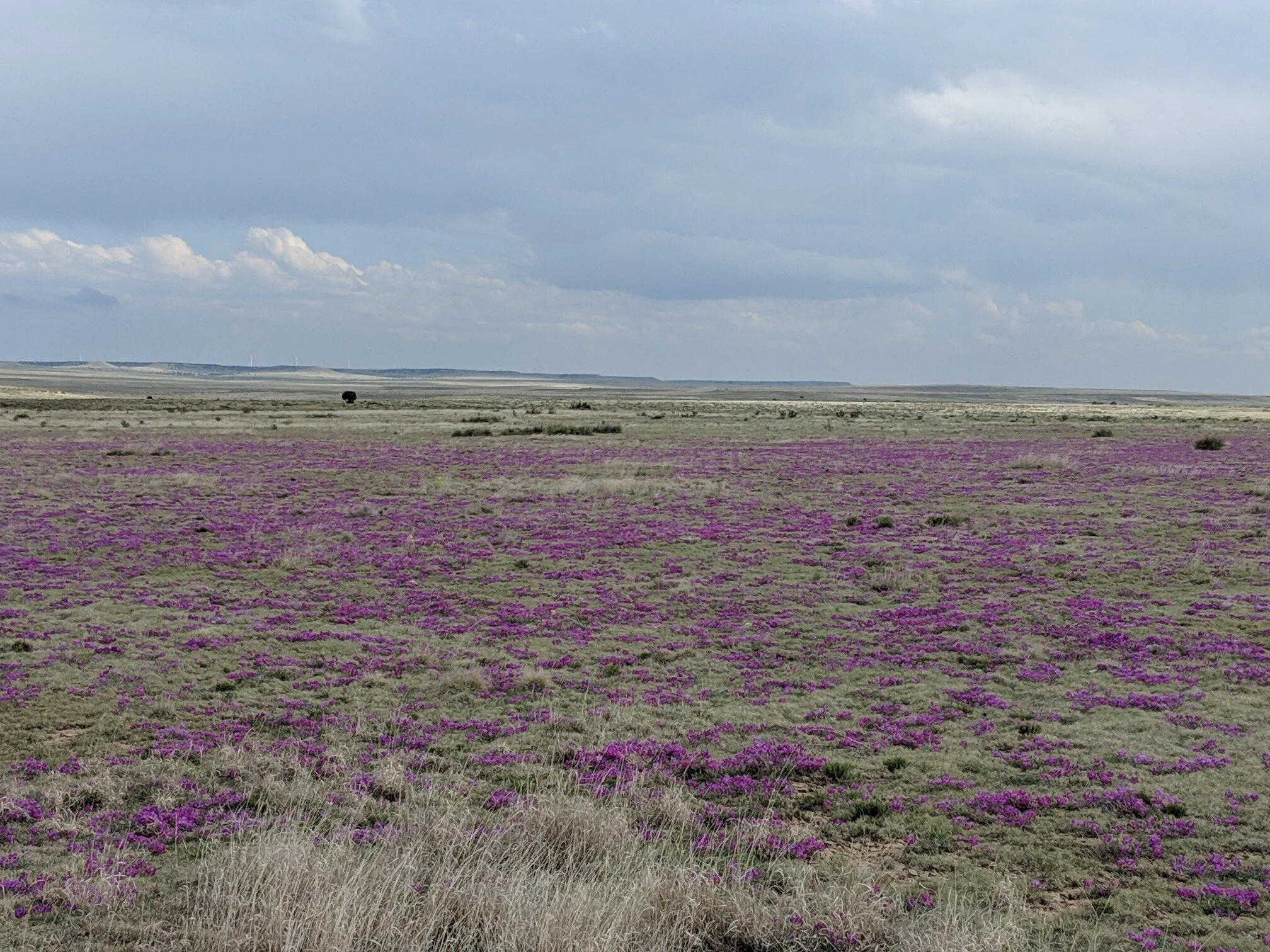 Designtex Carbon Neutral Press Release