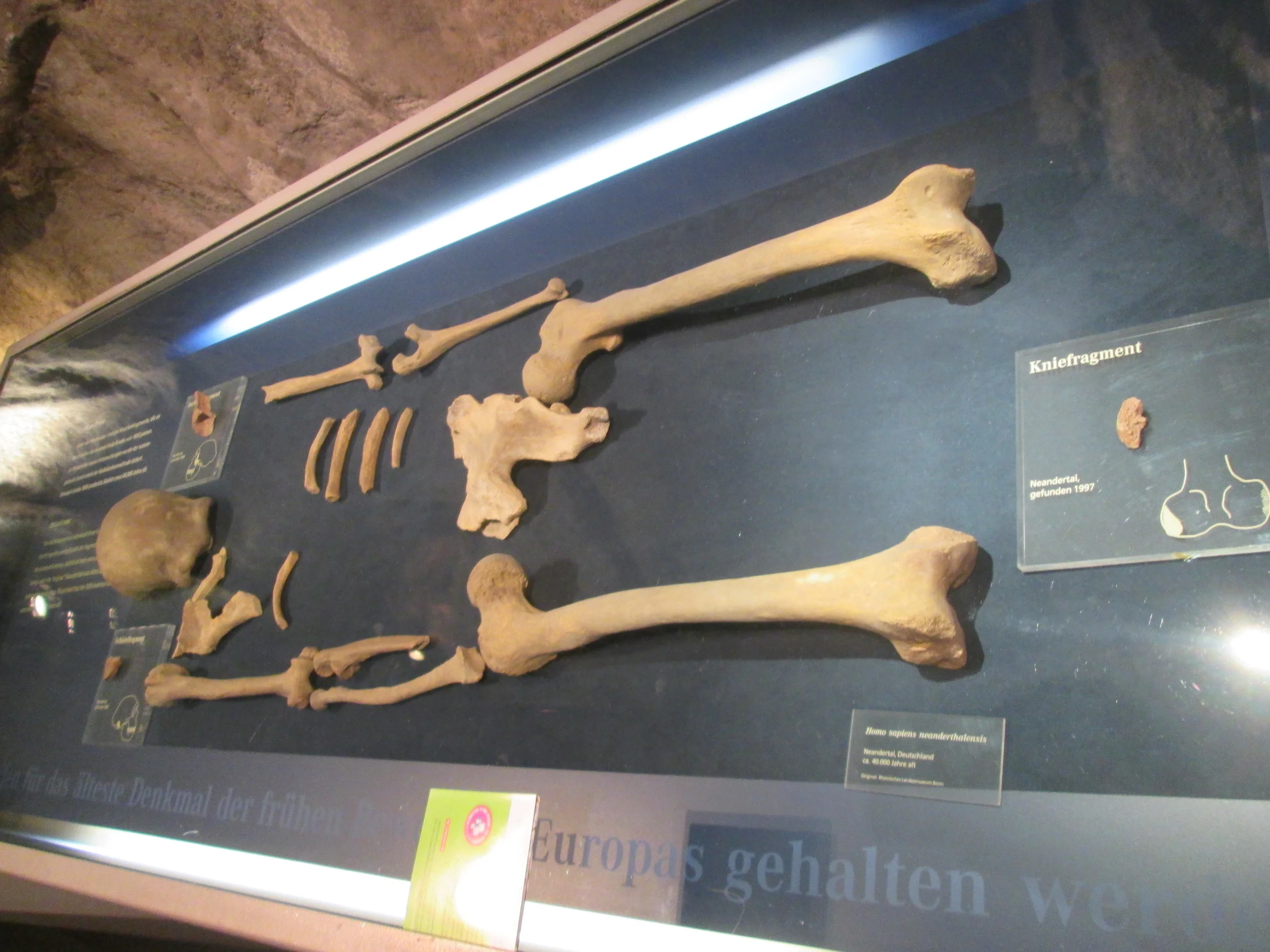 Fossil fragments of Neanderthal 1
