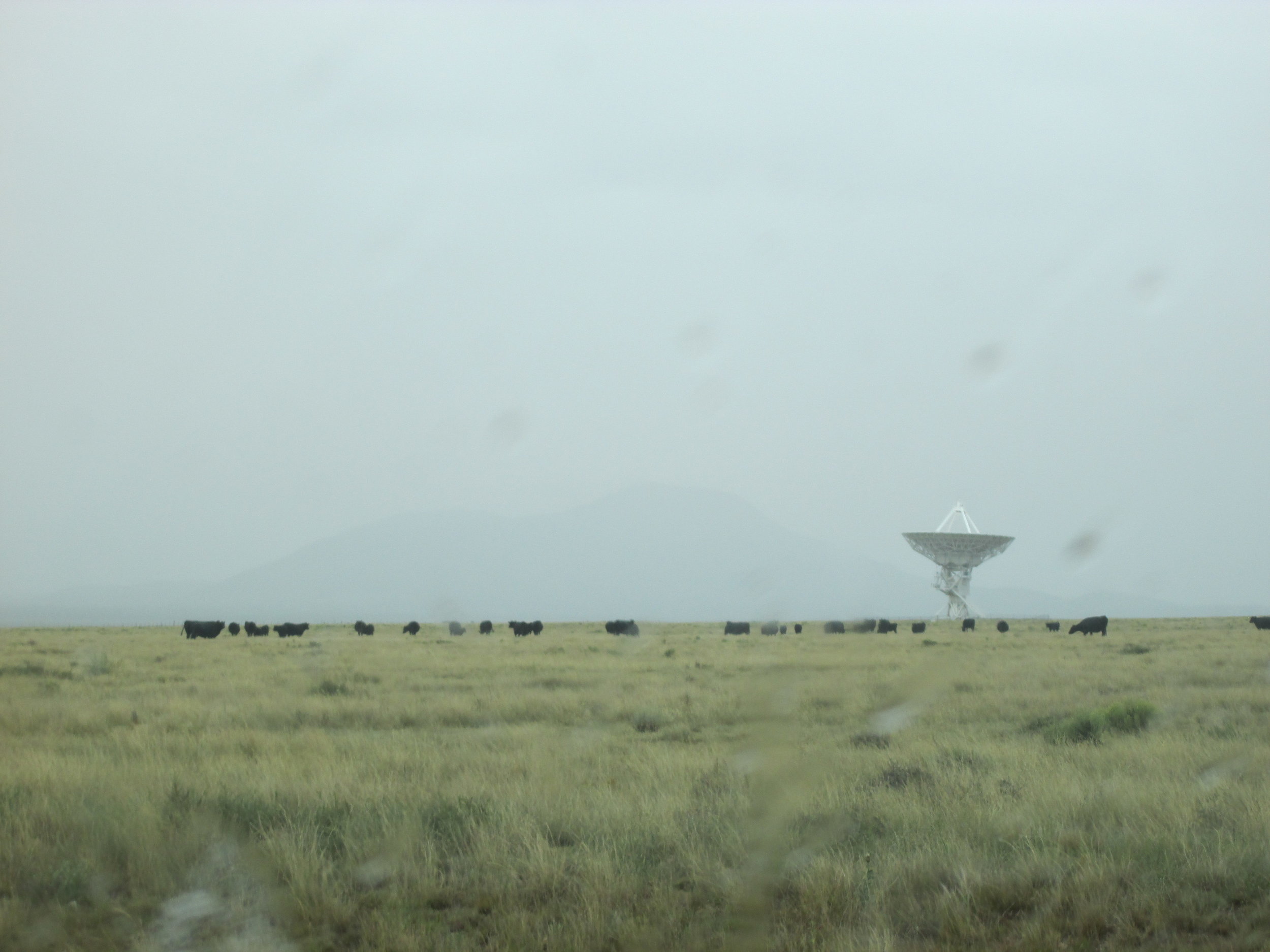 Cows do radio astronomy too