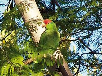Parrot in a backyard in Sierra Madre Photograph by Dixie Coutant, via Scott's LA