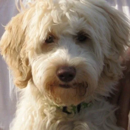 17 years together with this beautiful, funny, sweet, independant puppy. Thank you Poppy for all the wonderful and meaningful times we had together. You were a very special companion. We will miss you so much! ❤️