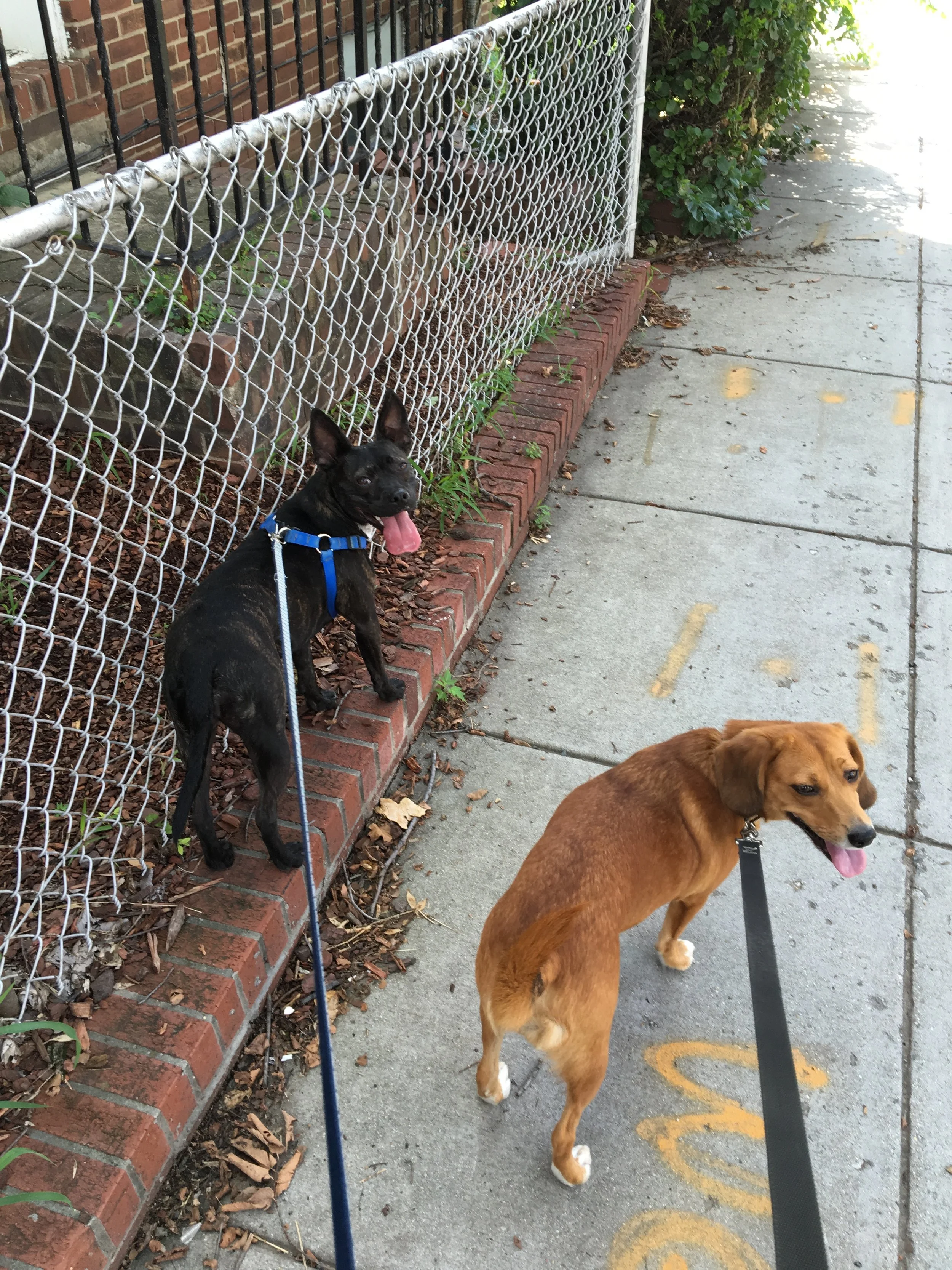 walking two dogs at the same time