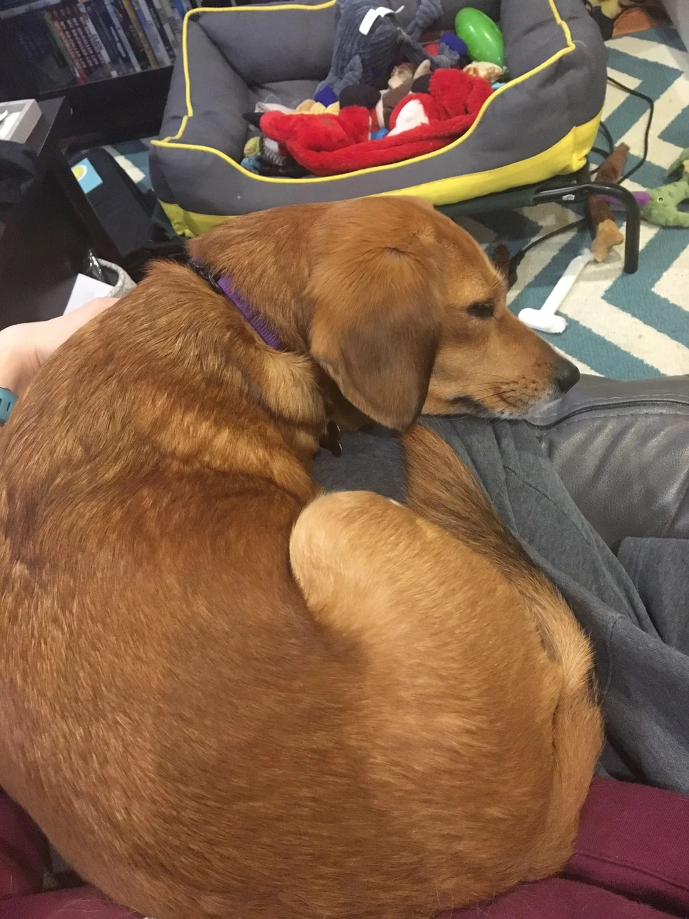 Feeling Feverish Your Pup Knows When You Re Sick As A Dog Rural Dog Rescue