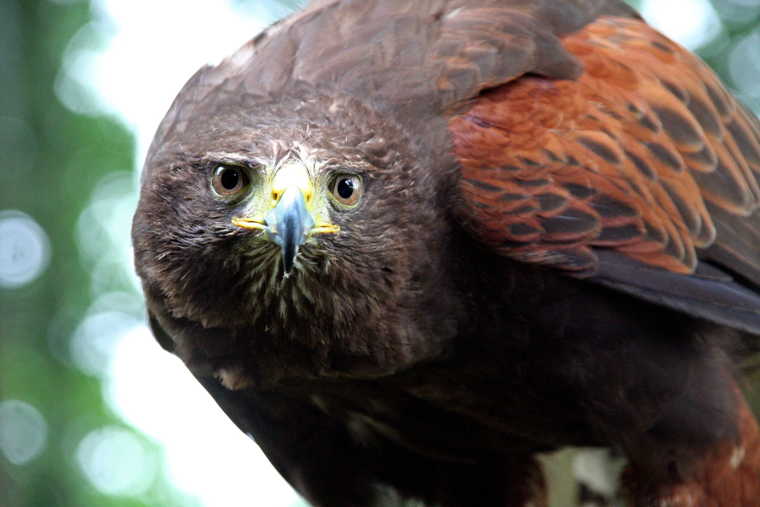 IMG_6298-e-falcon.jpg