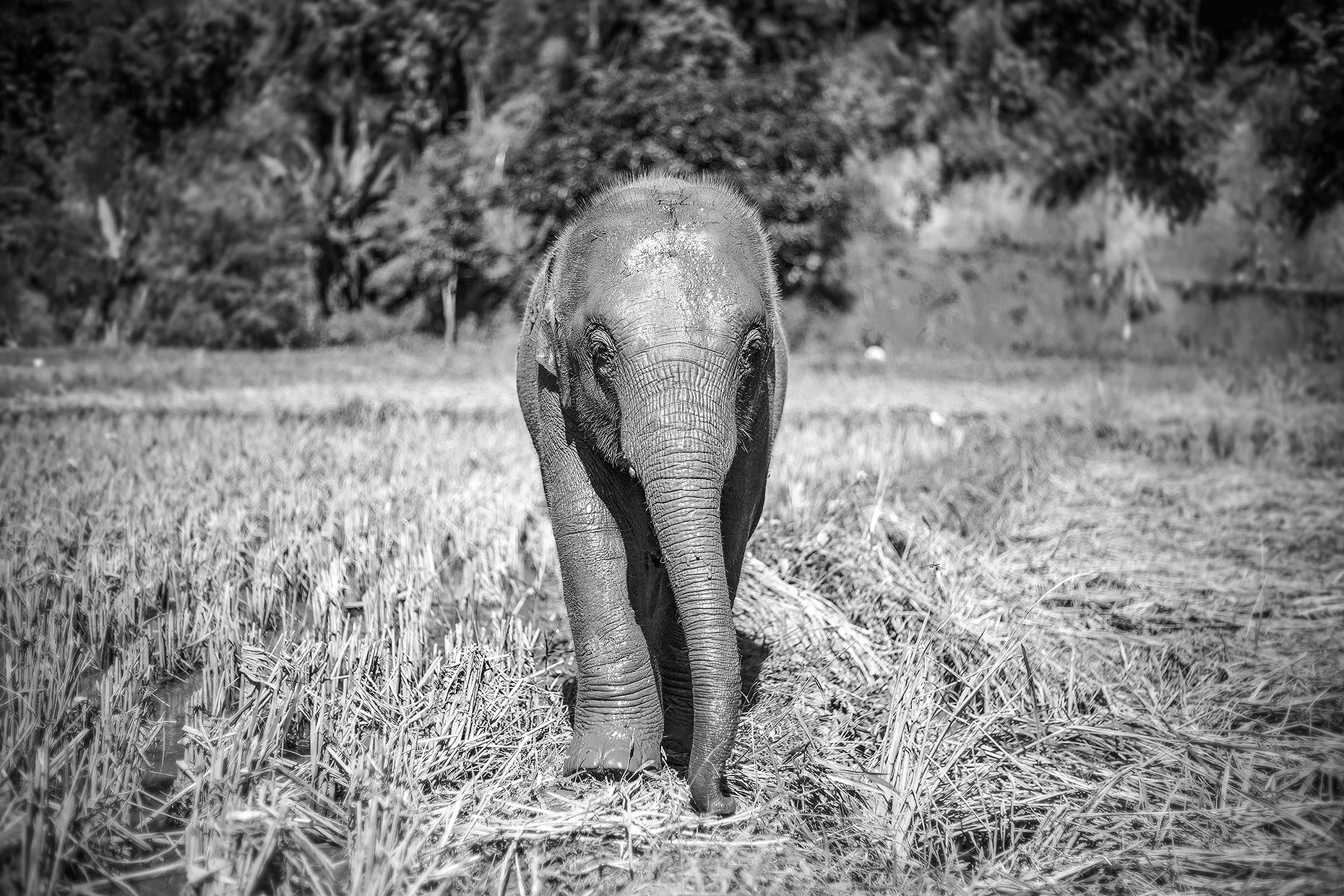 Thailand_0M2A9738-e-bw_webuse.jpg