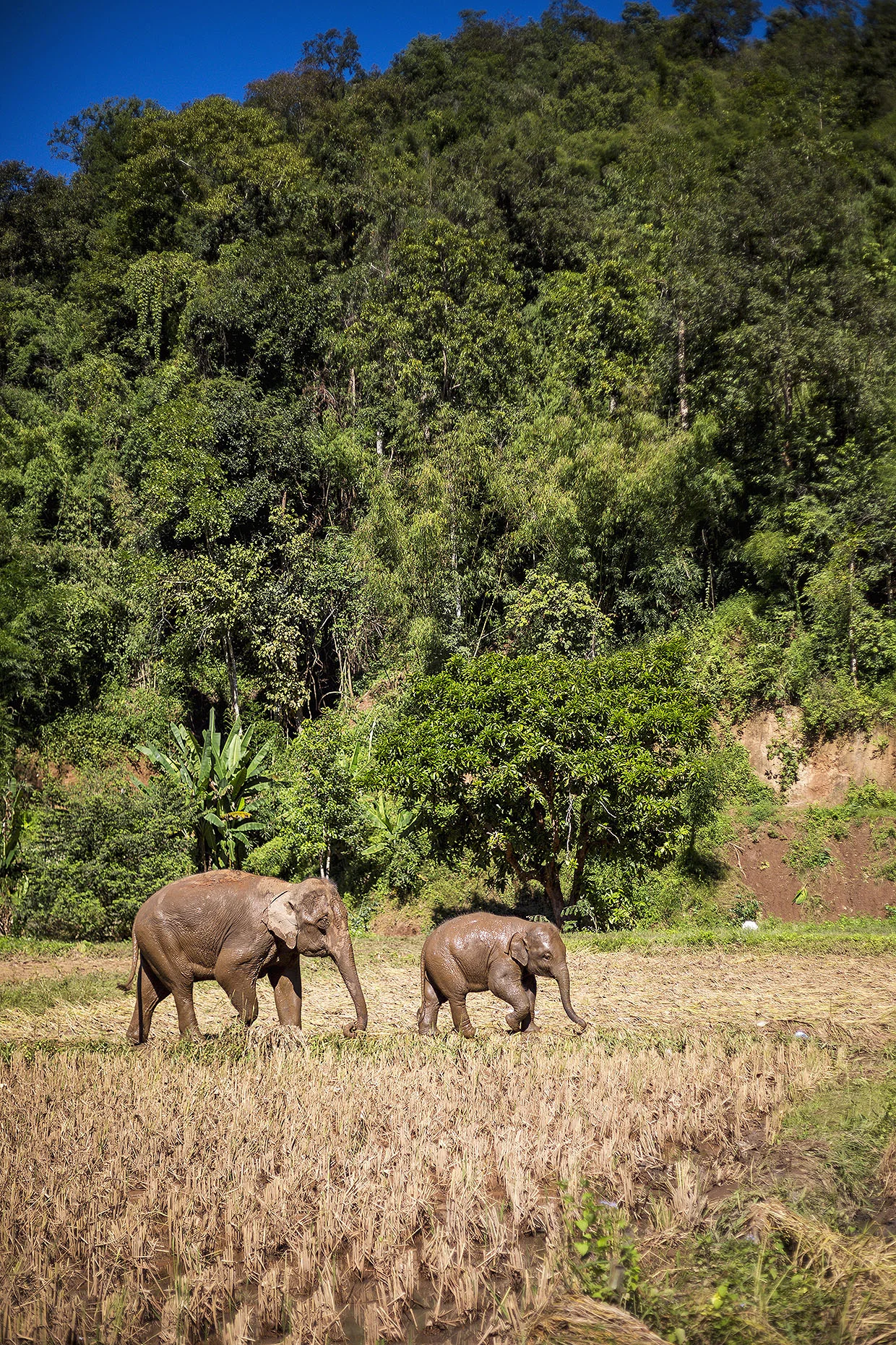 Thailand_0M2A9723-e_webuse.jpg