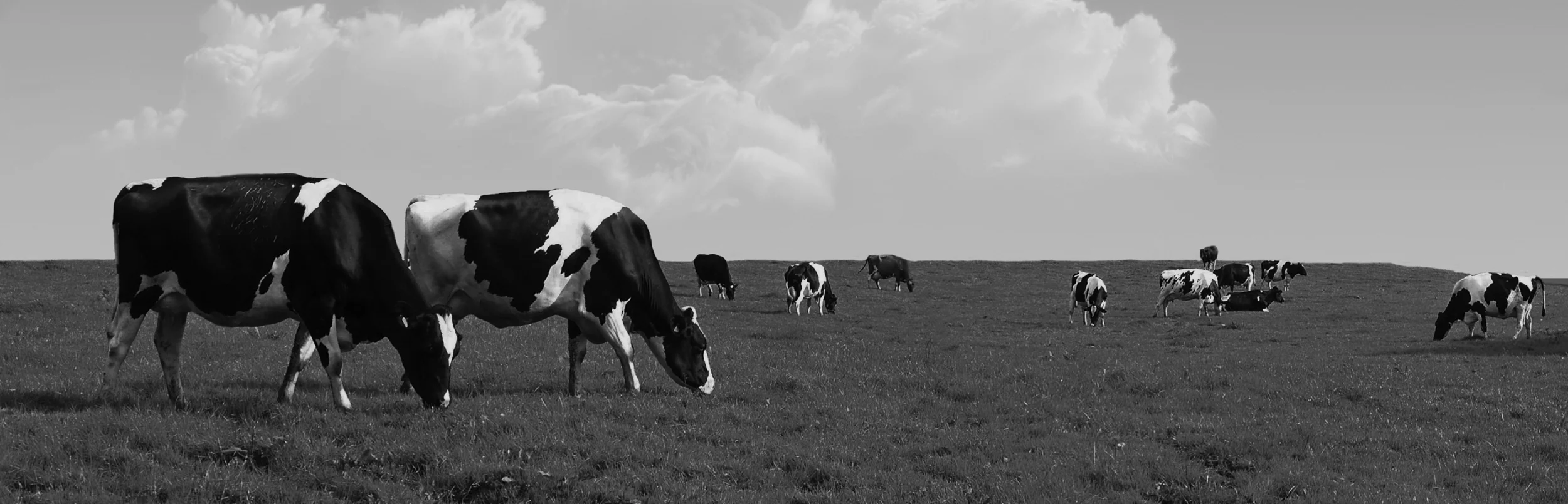 cows.jpg
