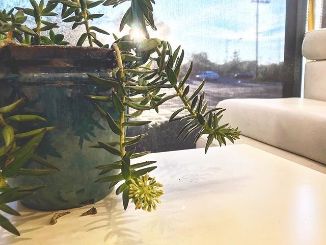 we&rsquo;ve had this succulent for years but finally, in 2020, we get a lil flower thingy! what a world!
.
.
.
.
#tucsoncoffee #cafe #tucsonlocal #succulent #coffee #coffeeshop #localcoffee #yelptucson#eattucson #eatlocal #broadwayvillage #localeats 