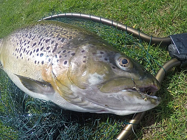 A McLeans Sea Trout net was required to land the big fish hooked on a Hares Ear Nymph.