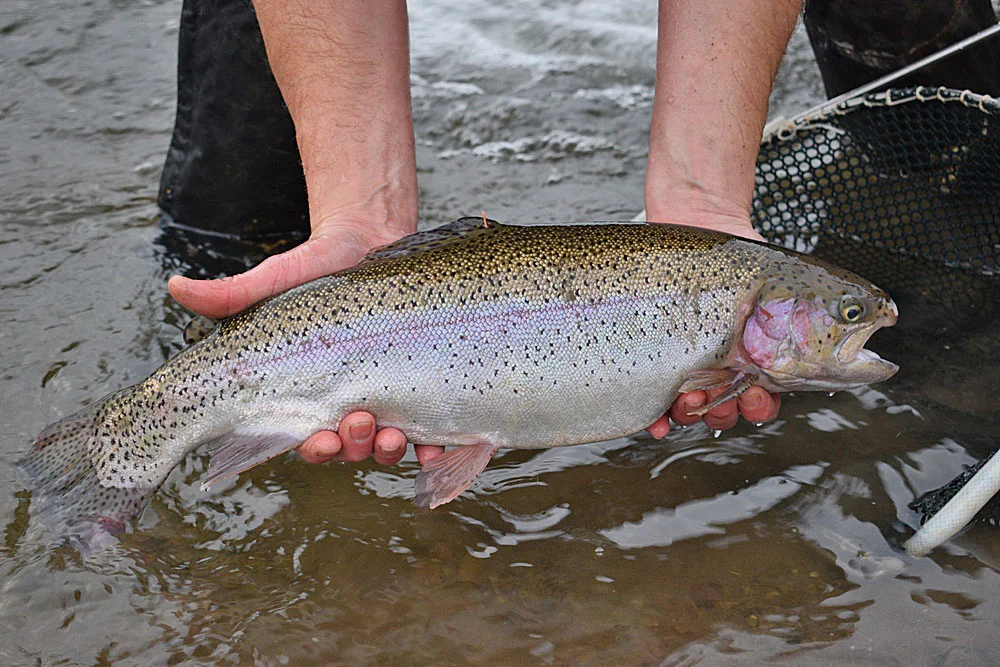 From 27th December there will be 12 Tagged Trout in Anchor Lake waiting to be caught - all worth a £10 prize (£1 entry fee)