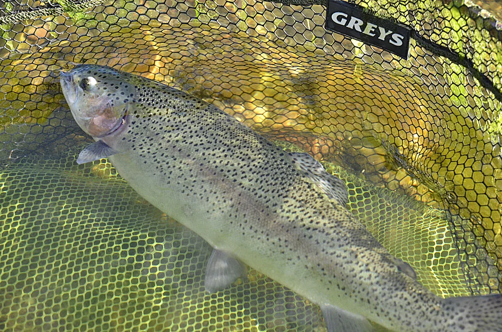 New Year, new options. Catch & Release is being trialled at Exe Valley Fishery during February & March 2017.