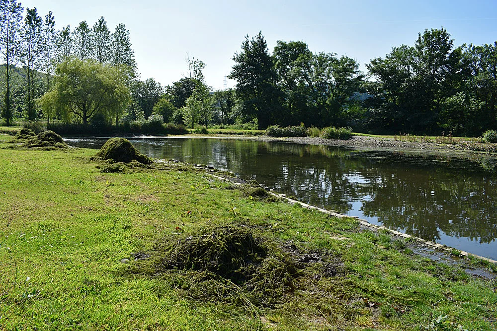 This is just one corner of Exe Valley weed raked during a morning session. Since this picture was taken a new rake, twice the size of the original has been acquired and three days were spent clearing the lake. More work is planned. The lake is more "fishable" this July than it has been for the last 10 years ....