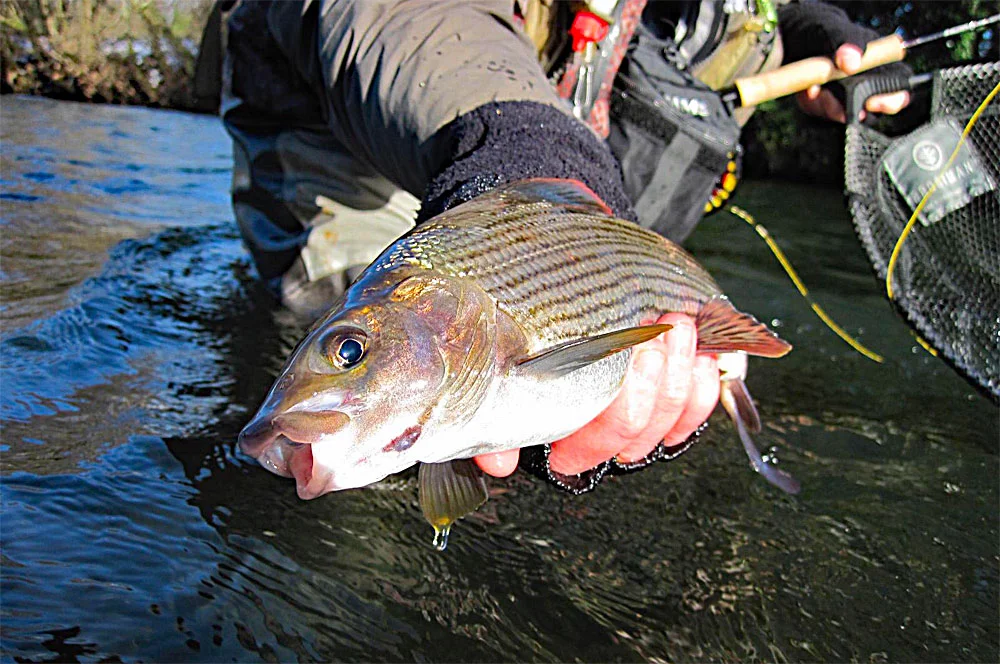 Beautiful River Exe Grayling.