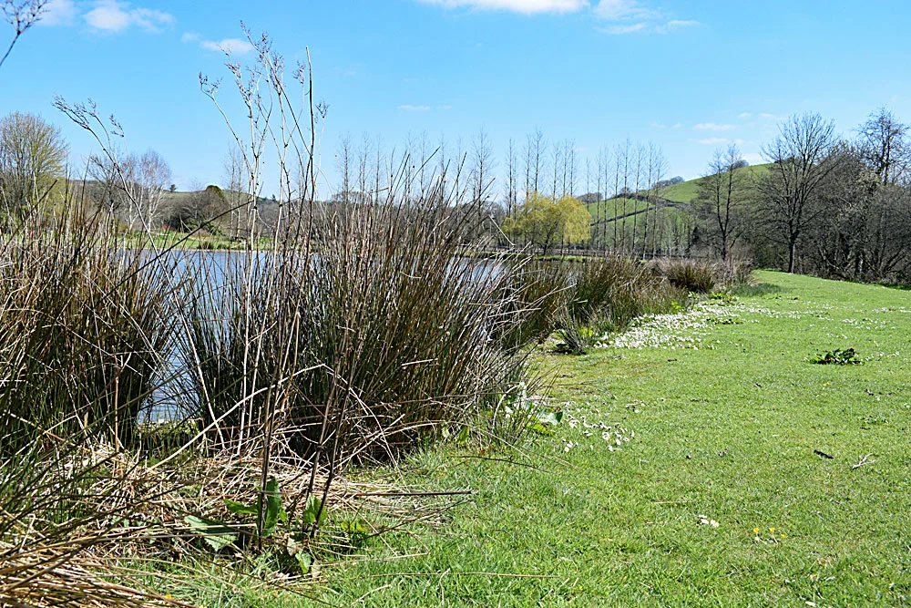 Anchor Lake prior to Nick strimming ……………..