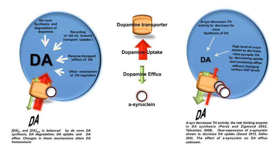 Dopamine Transporter - an overview