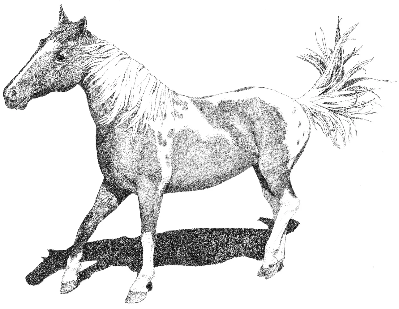 Pinto14x11.jpg
