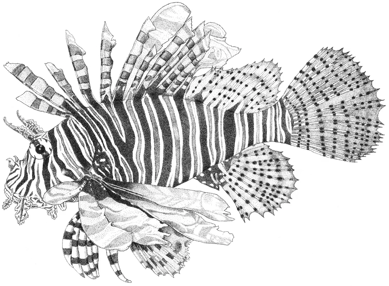 Lion Fish.jpg