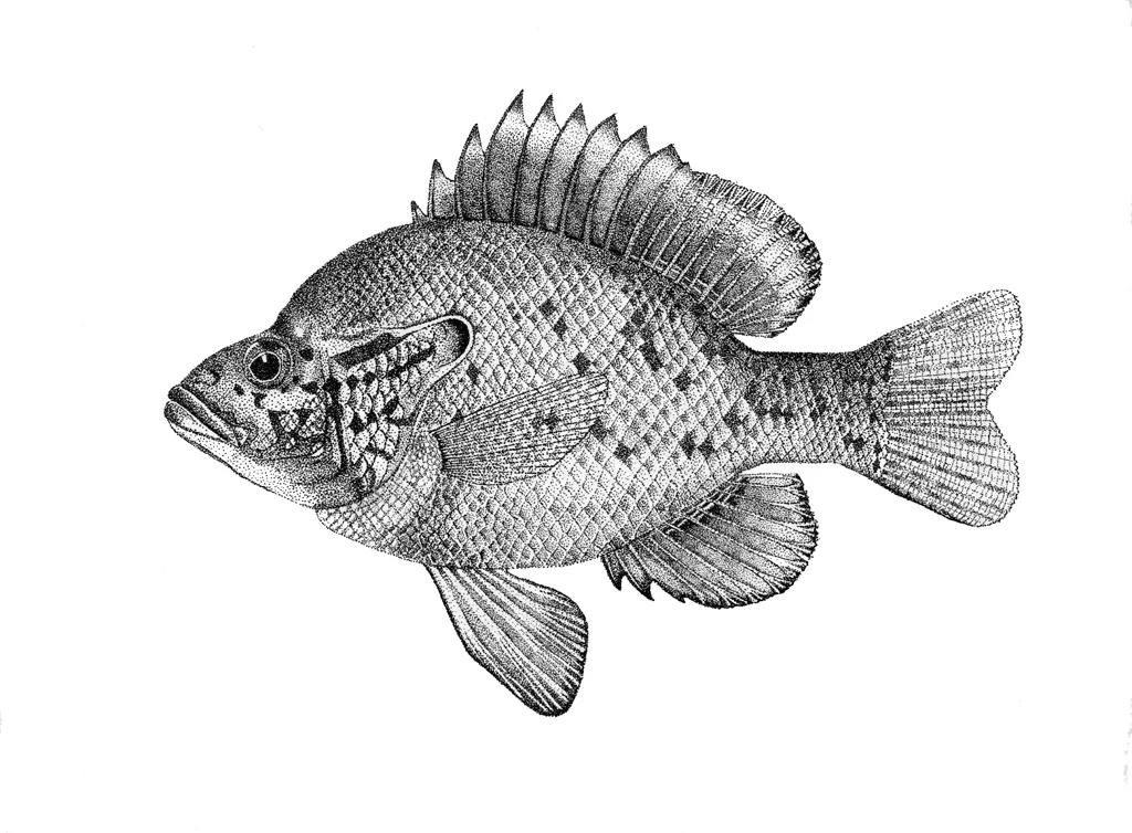 fish 1.jpg