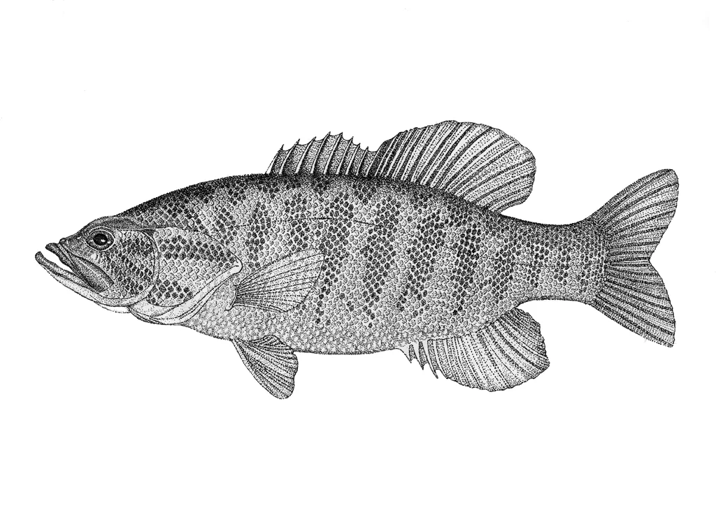 Fish 5.jpg
