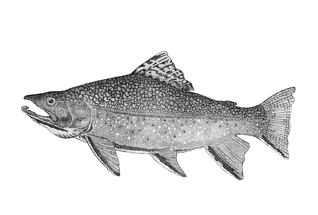 fish 3.jpg