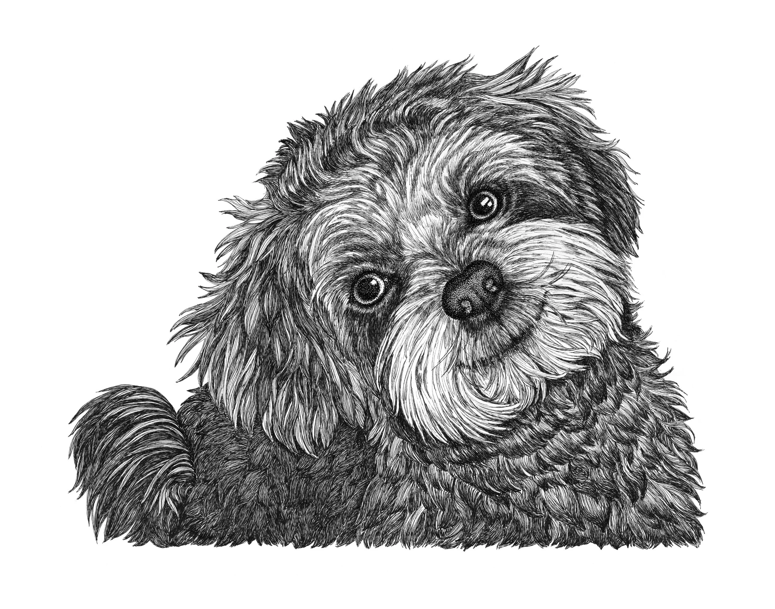 Teddy