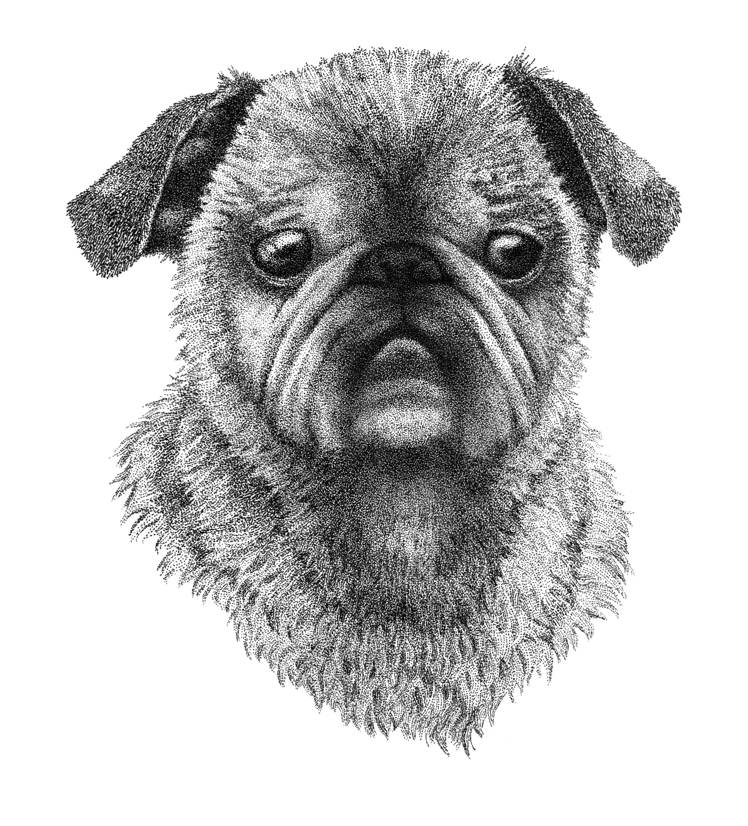 Pug