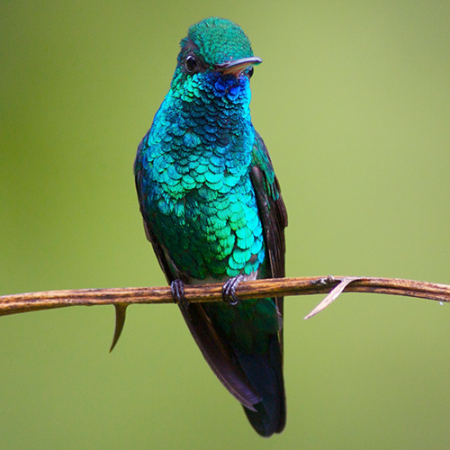 Blue-chinned Sapphire 