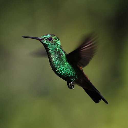 Copper-rumped Hummingbird 